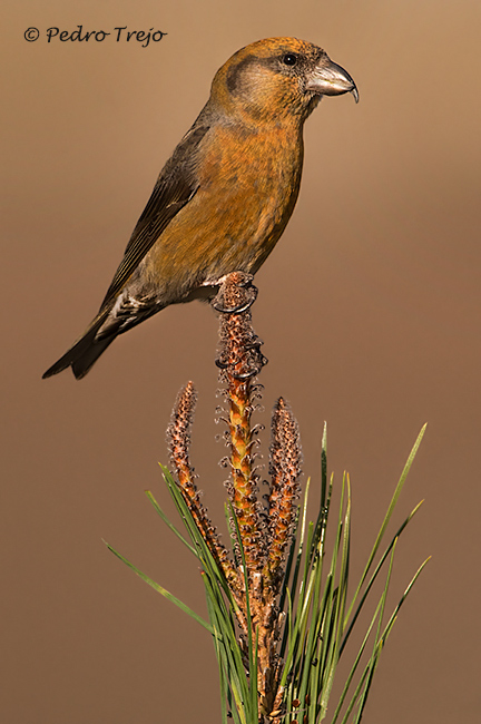 Piquituerto (Laxia curvirostra)